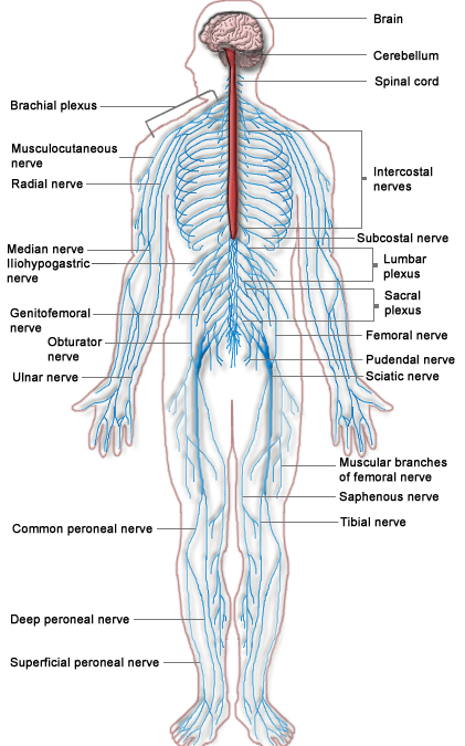 Neurological Disorders