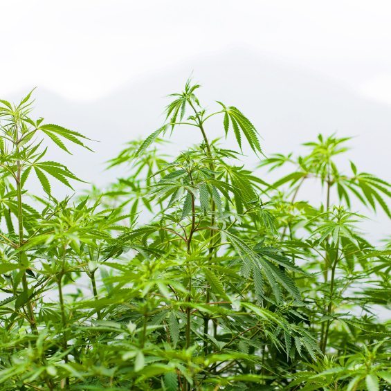 Yahoo News: Colorado’s monthly marijuana sales top $100 million