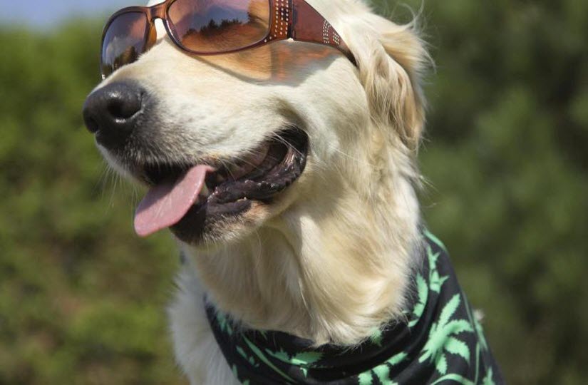 Yahoo News: Pot products to treat brain injuries and pets