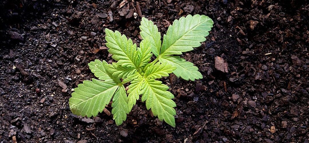 Two of Louisiana’s Premier Universities Ponder Whether to Become Sole Growers of State’s Medical Marijuana