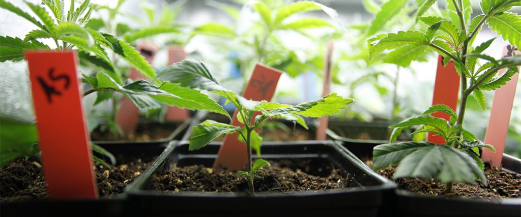 how to grow cannabis