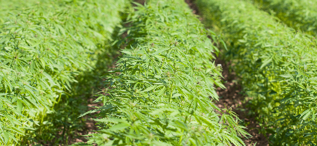colorado hemp growing powerhouse