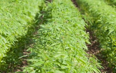 colorado hemp growing powerhouse
