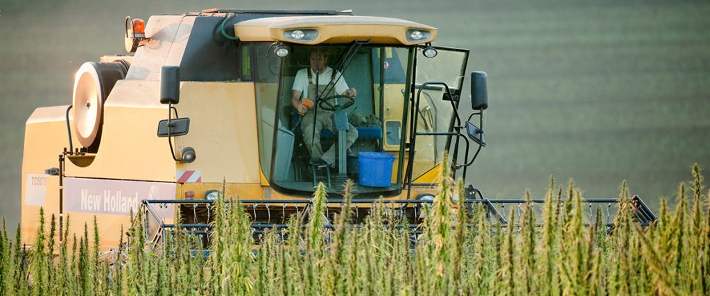 hemp growing outside