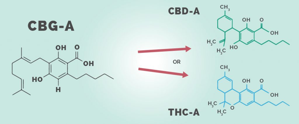 CBG - The Parent Of Both CBD And THC - Medical Marijuana, Inc.