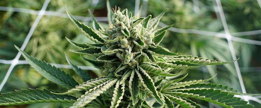 CBG in cannabis