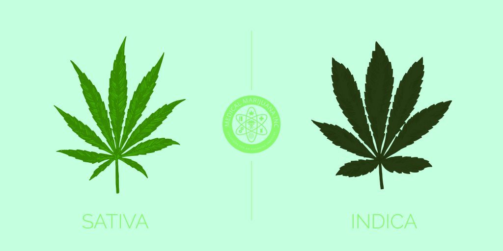 sativa vs indica chart