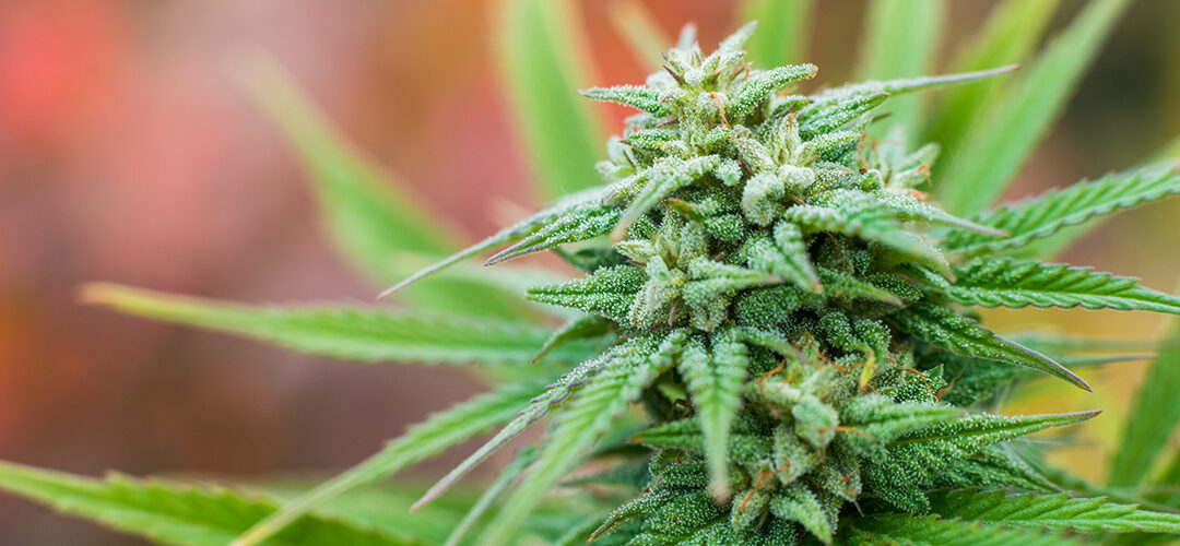 Indica vs. Sativa vs. Hybrid: What’s the Difference?