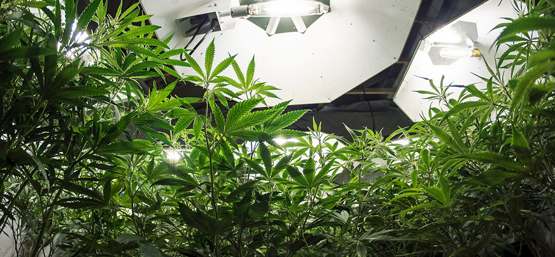 How to Grow Cannabis Indoors