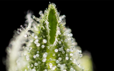 What Are Terpenes and Terpenoids and Do They Matter?