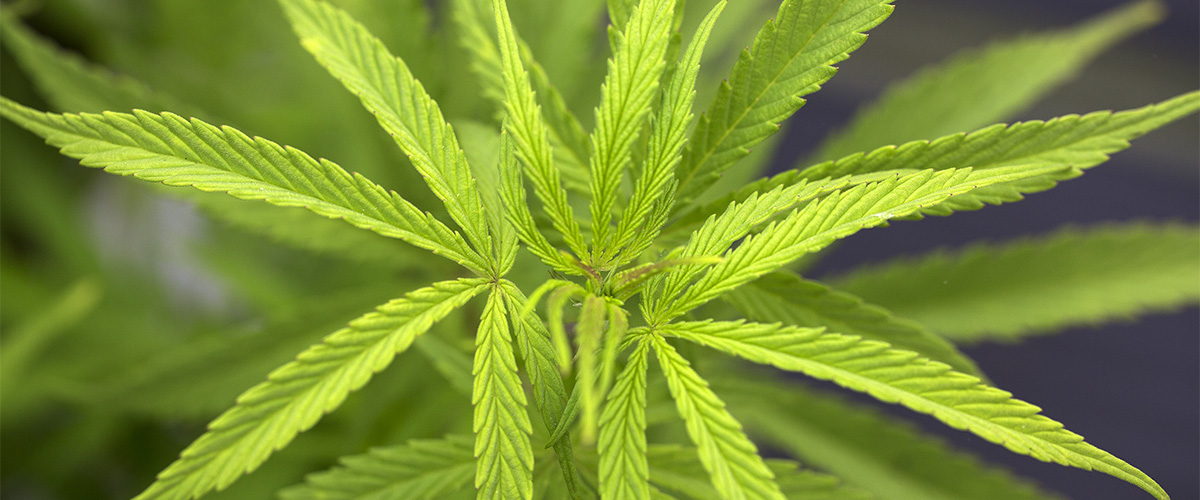 A close up of a cannabis sativa strain