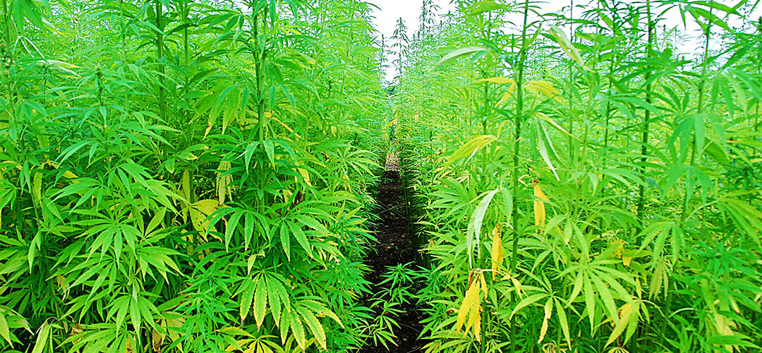 Cultivars, Landraces, and Clones? No, Not Star Wars Characters But Medical Marijuana Crop Terms