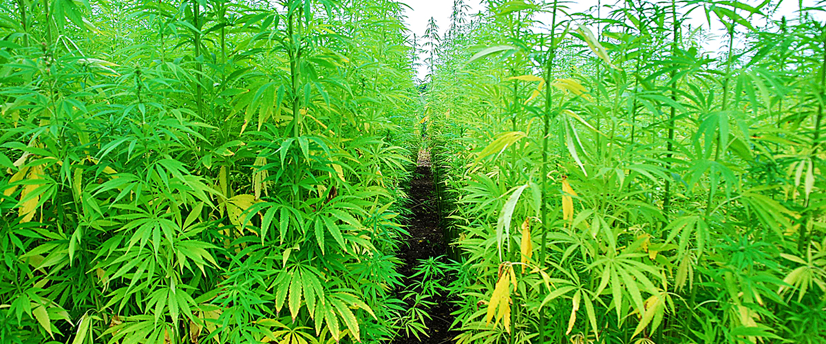 what is marijuana cultivars