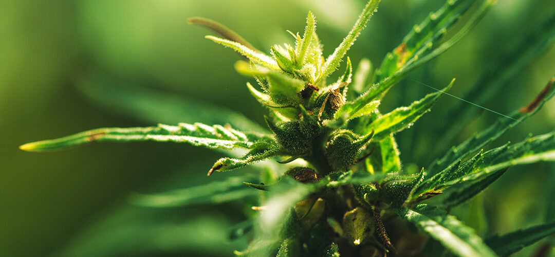 What Is Autoflowering Marijuana?