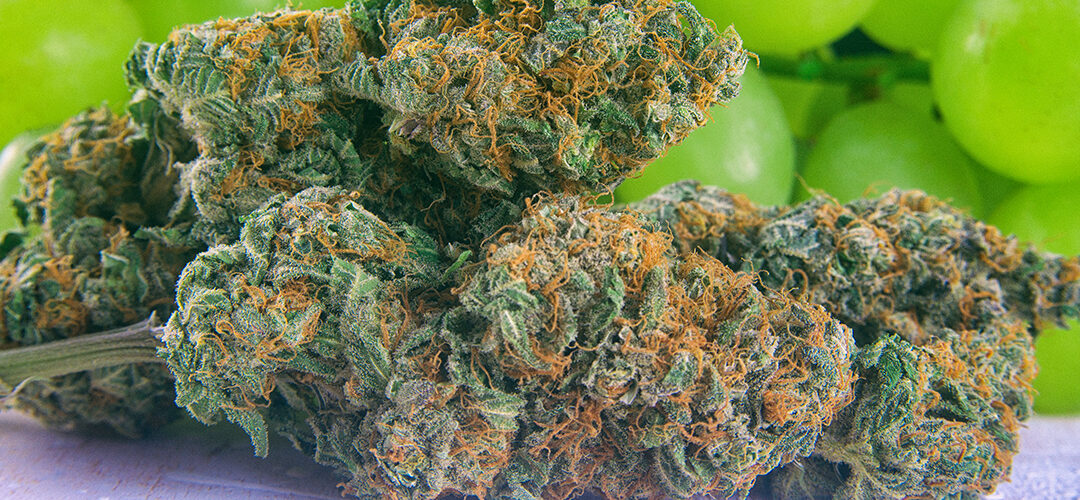 7 Popular Marijuana Strains in Dispensaries
