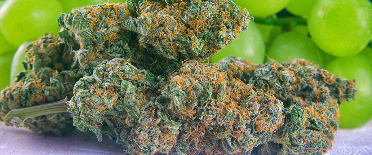 best medical marijuana strains