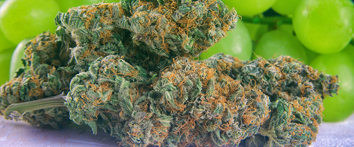 Popular Marijuana Strains Most Popular Cannabis Strains Medical