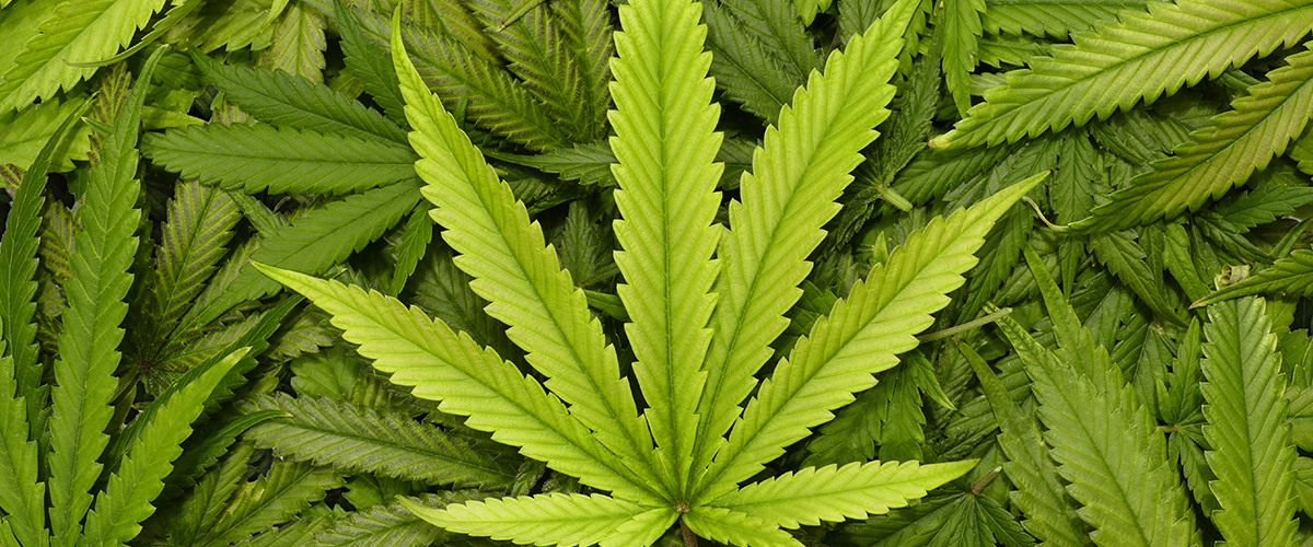 best uses for marijuana leaves