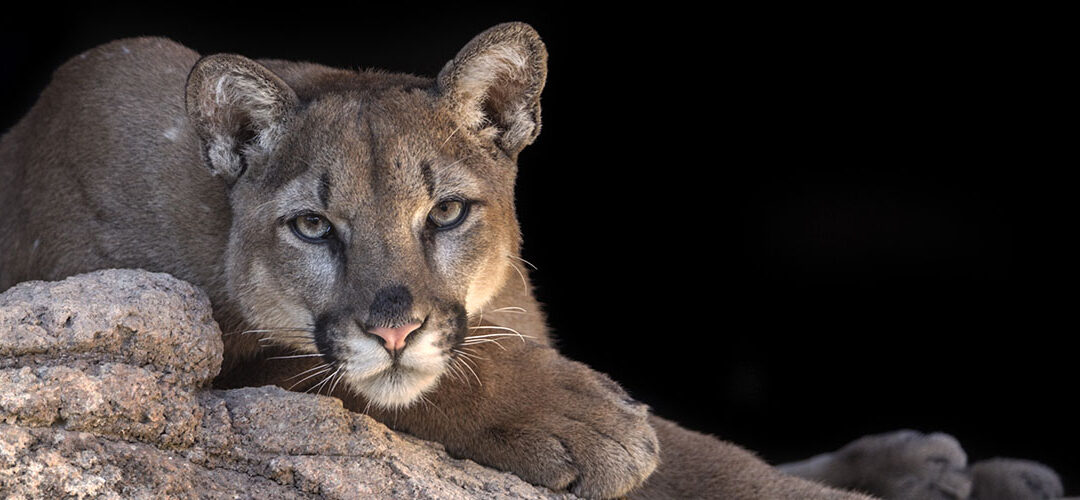 Rescued Mountain Lions and Bear in Arizona Use Phyto Animal Health CBD Products