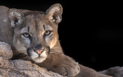 Rescued Mountain Lions and Bear in Arizona Use Phyto Animal Health CBD Products
