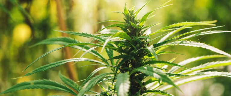 Comparison of CBD and THC and their differences