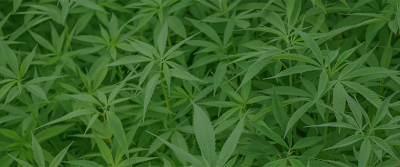 Introduction to medical cannabis and its legal use