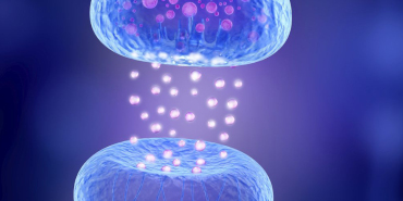 An overview of the endocannabinoid system and how it interacts with CBD